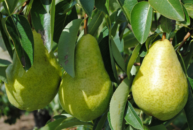 Обои картинки фото природа, плоды, листья, груши