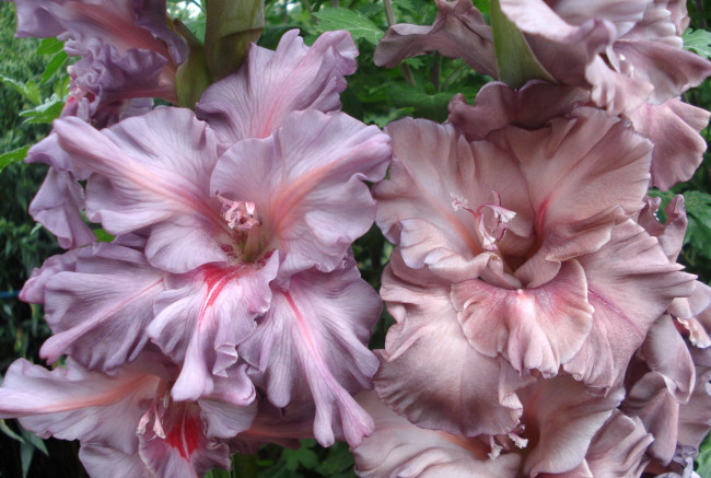 Обои картинки фото цветы, гладиолусы, макро