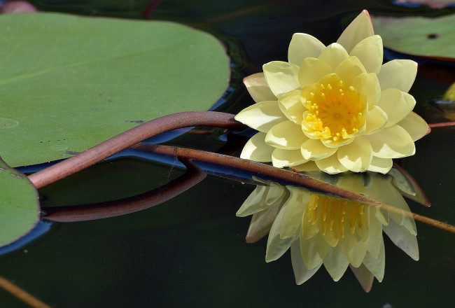 Обои картинки фото цветы, лилии, водяные, нимфеи, кувшинки, отражение, вода