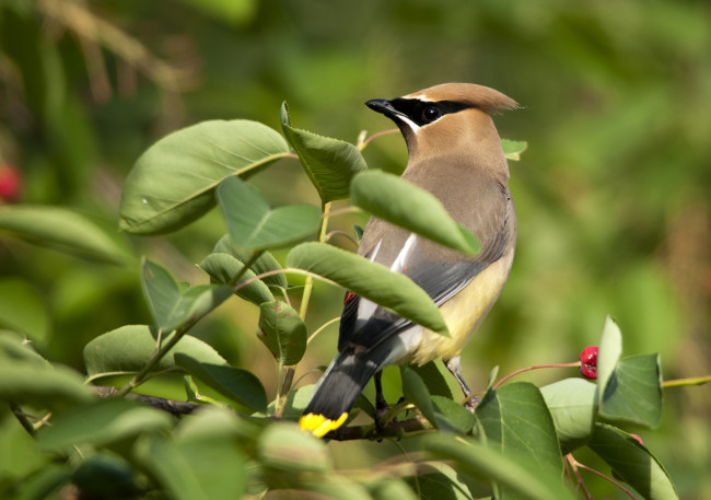 Обои картинки фото животные, свиристели, хохолок, ветка