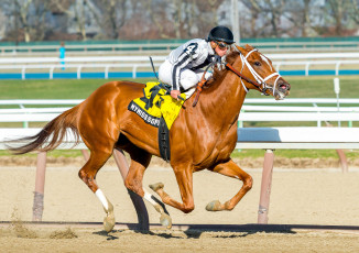 Картинка спорт конный+спорт ипподром скачки