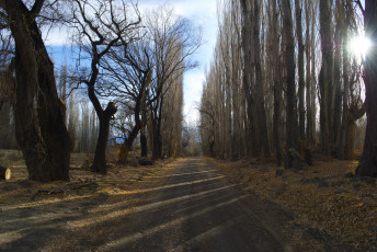 Картинка природа дороги дорога аллея лес