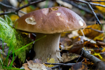 Картинка природа грибы шляпка