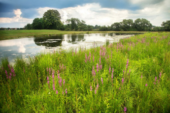 Картинка природа реки озера трава германия река