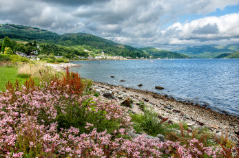 Картинка природа побережье цветы океан луг бухта