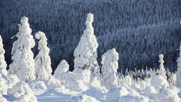 Картинка природа зима снег