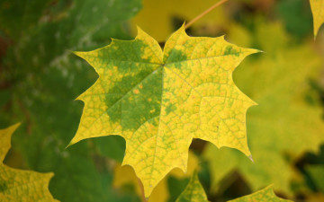 Картинка природа листья клен