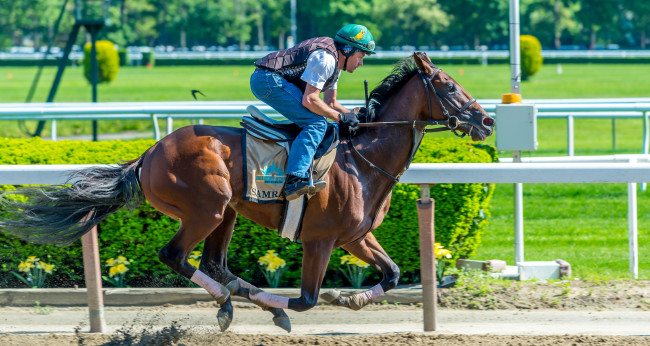 Обои картинки фото спорт, конный спорт, ипподром, скачки