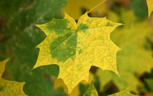 Обои картинки фото природа, листья, клен