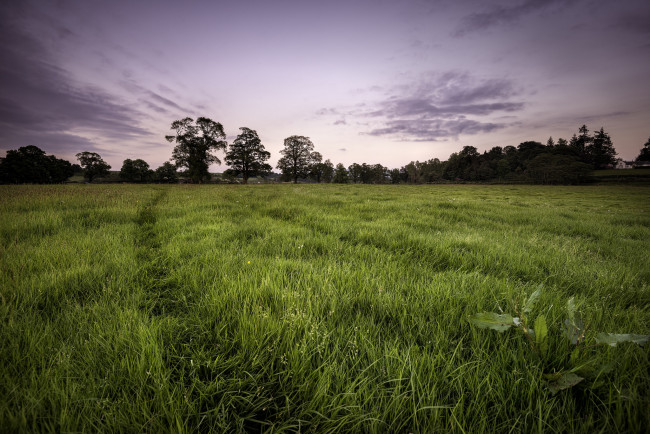 Обои картинки фото природа, поля, поле, лес, трава