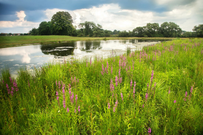 Обои картинки фото природа, реки, озера, трава, германия, река