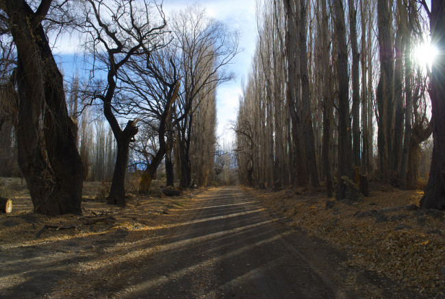 Обои картинки фото природа, дороги, дорога, аллея, лес