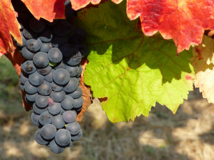 Картинка природа Ягоды +виноград гроздь