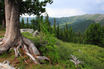 Картинка природа пейзажи леса