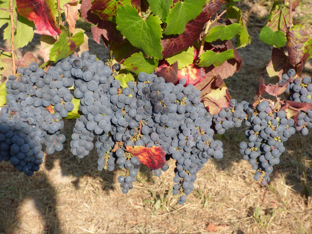 Обои картинки фото природа, Ягоды,  виноград, гроздья