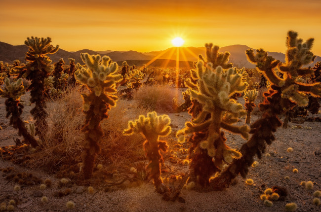 Обои картинки фото природа, пустыни, кактусы