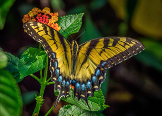 Картинка животные бабочки +мотыльки +моли бабочка
