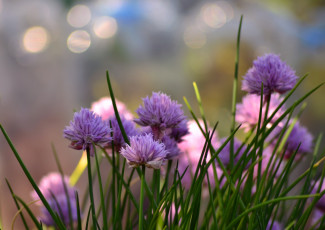 Картинка цветы аллиум+ декоративный+лук сиреневый природа цветение цветущий лук