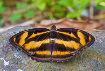 Картинка животные бабочки +мотыльки +моли бабочка