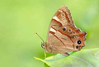 Картинка животные бабочки +мотыльки +моли бабочка