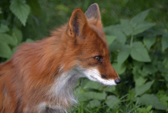 Картинка животные лисы москва хищник июль лето лиса зоопарк город