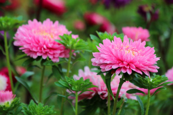 Картинка цветы астры цветение красота лето дача астра август posnadezhda природа