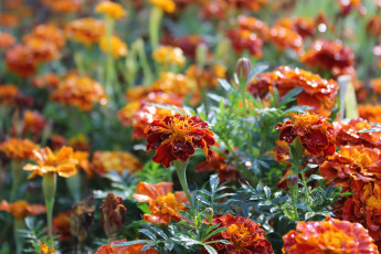 Картинка цветы бархатцы август флора лето листья лепестки растение