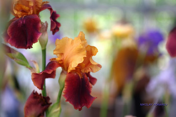 Картинка цветы ирисы свежесть прогулка парк лето красота цветок