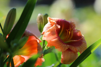 Картинка цветы лилии +лилейники petals bloom lily лепестки цветение