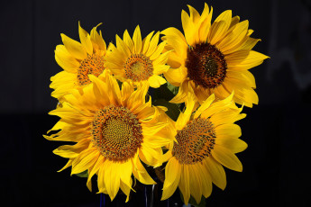 Картинка цветы подсолнухи цветок