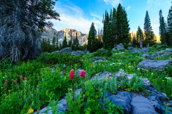 Картинка природа луга простор