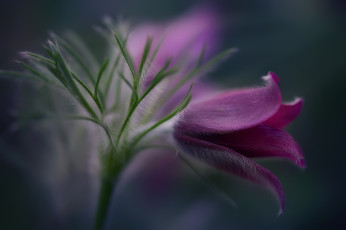 Картинка цветы анемоны +сон-трава весна сон-трава природа