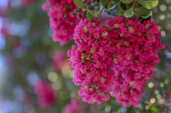 Картинка цветы малиновый экзотика макро