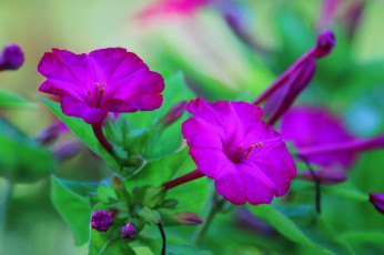 обоя цветы, мирабилис , ночная красавица, мирабилис, лето, красота, дача, ночная, красавица, природа, цветение