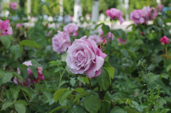 Картинка цветы розы клумба лето город природа