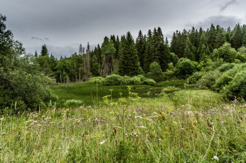 Картинка природа лес простор