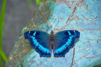 Картинка животные бабочки +мотыльки +моли бабочка