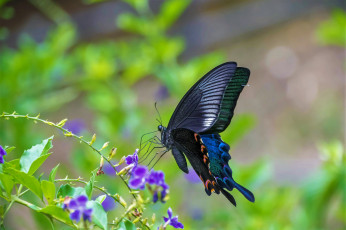 Картинка животные бабочки +мотыльки +моли бабочка