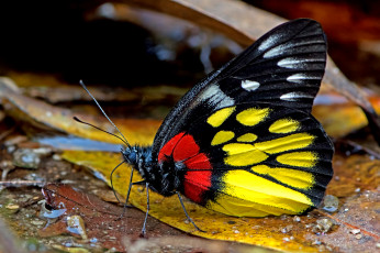 Картинка животные бабочки +мотыльки +моли бабочка