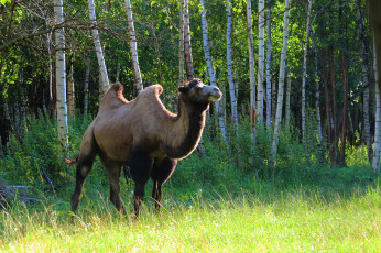 Картинка животные верблюды верблюд рязань природа лето