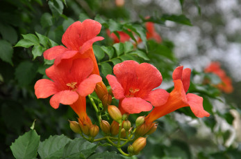 Картинка цветы кампсис+ текома лиана лето флора кампсис красота крым макро растения