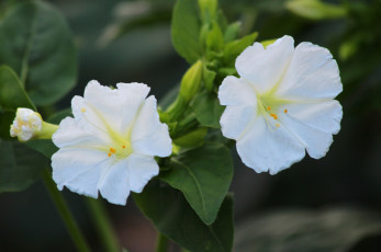 Картинка цветы мирабилис+ ночная+красавица лето природа цветение красота дача ночная красавица мирабилис