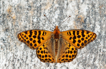 Картинка животные бабочки +мотыльки +моли бабочка