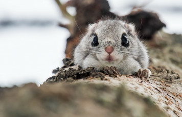 Картинка животные белки обыкновенная летяга белка природа