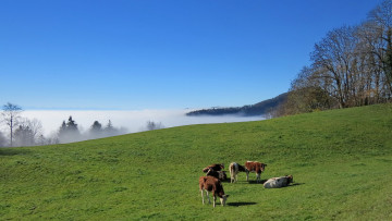 Картинка животные коровы +буйволы луг