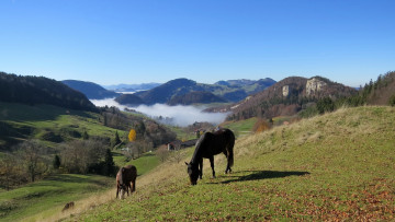 Картинка животные лошади