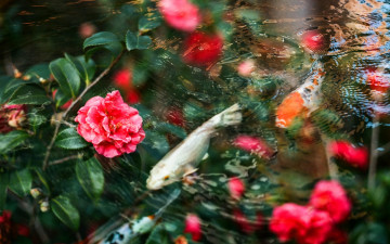 Картинка цветы камелии карпы вода