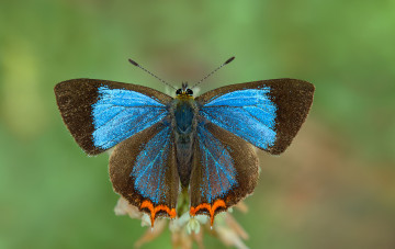 Картинка животные бабочки +мотыльки +моли бабочка