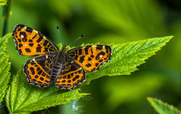 Картинка животные бабочки +мотыльки +моли бабочка