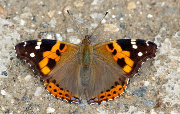 Картинка животные бабочки +мотыльки +моли бабочка